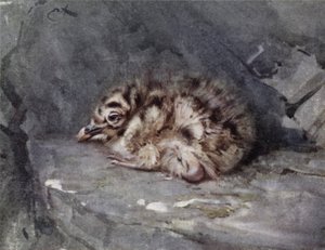Young Black-backed Gull by Edwin John Alexander
